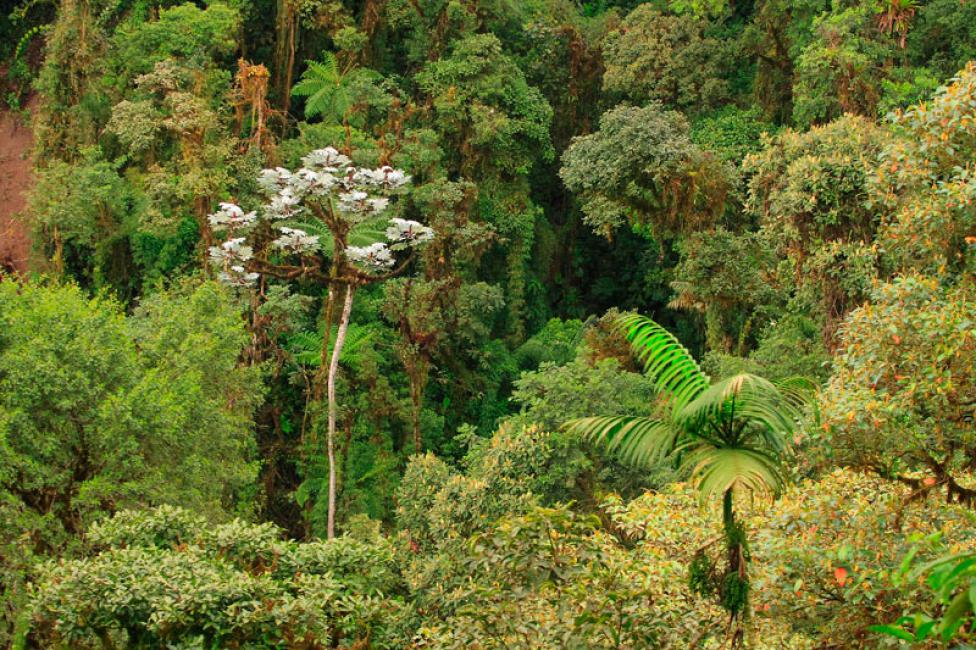 Bosque Primario